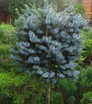 Ель ситхинская ''Папус'' PICEA SITCHENSIS 'PAPOOSE' на штамбе (привитая) высота 20-100 см, Голубовато-зеленый 250 фото