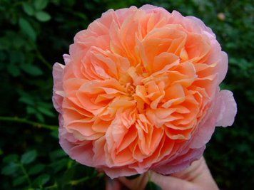 Роза "Чіппендейл" ROSE CHIPPENDALE на штамбі висота 140-160 см Персиковий 1099 фото