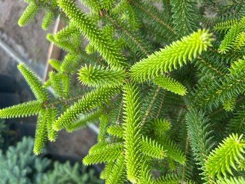 Ель канадская "Ауреа" (Picea glauca 'Aurea') контейнер 20л Светло-зеленый 1166 фото