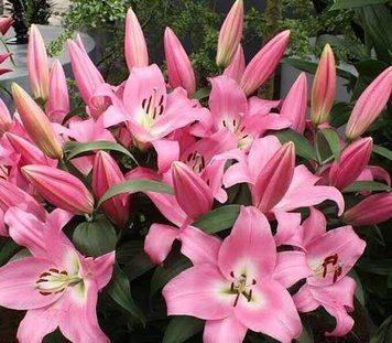 Лилия Tabledance (Lilium Tabledance&rsquo;) Ярко-розовая 818 фото