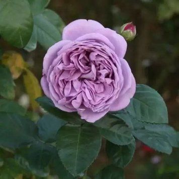 Троянда чайно-гібридна ''Блю скай фрі'' ROSE 'BLUE SKY FREE' висота 80-150 см Фіолетовий 347 фото