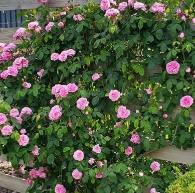 Махровая Английская плетистая роза ''Бразер Кадфаэл '' ROSE 'BROTHER CADFAEL' Розовый 496 фото