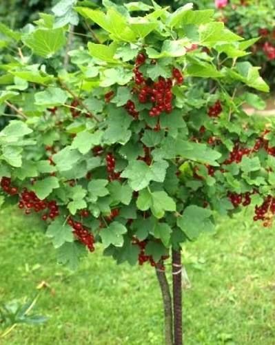 Порічка на штамбі &laquo;Дар Орла&raquo; (Ribes rubrum &lsquo;Dar Orla&rsquo;) Яскраво-червоний 966 фото