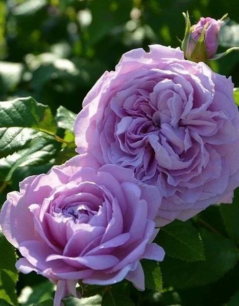 Роза чайно-гибридная ''Блю скай фри'' ROSE 'BLUE SKY FREE' высота 80-150 см Фиолетовый 347 фото