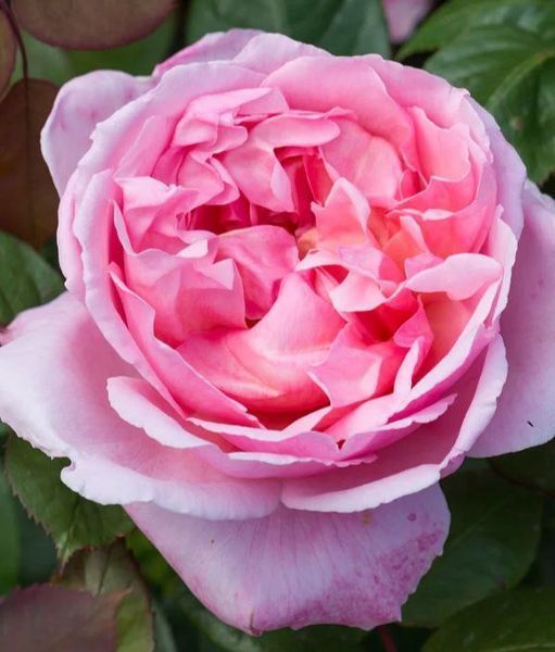 Махровая Английская плетистая роза ''Бразер Кадфаэл '' ROSE 'BROTHER CADFAEL' Розовый 496 фото