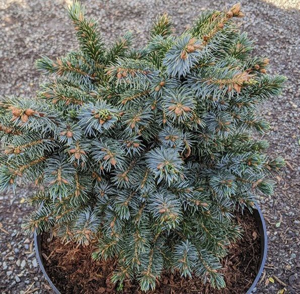 Ялина сітхінська ''Папус" PICEA SITCHENSIS 'PAPOOSE' на штамбі (привита) висота 20-100 см, Блакитно-зелений 250 фото