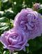 Роза чайно-гибридная ''Блю скай фри'' ROSE 'BLUE SKY FREE' высота 80-150 см Фиолетовый 347 фото 2