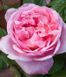 Махровая Английская плетистая роза ''Бразер Кадфаэл '' ROSE 'BROTHER CADFAEL' Розовый 496 фото 2