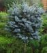 Ялина сітхінська ''Папус" PICEA SITCHENSIS 'PAPOOSE' на штамбі (привита) висота 20-100 см, Блакитно-зелений 250 фото 1