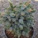 Ялина сітхінська ''Папус" PICEA SITCHENSIS 'PAPOOSE' на штамбі (привита) висота 20-100 см, Блакитно-зелений 250 фото 4
