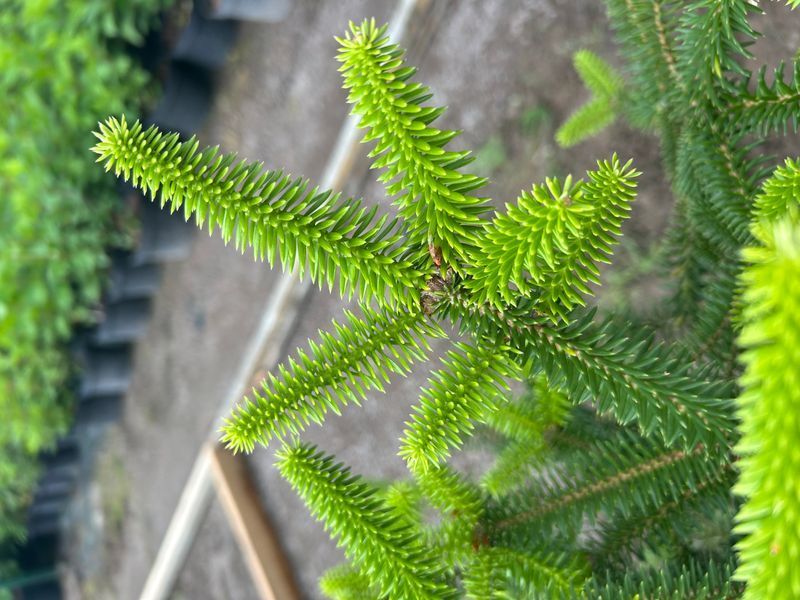 Ялина канадська "Ауреа" (Picea glauca 'Aurea') контейнер 20л Світло-зелений 1166 фото