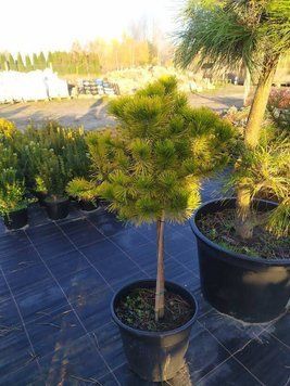 Сосна горная ''Винтер Голд'' PINUS MUGO 'WINTER GOLD' на штамбе (привитая) высота 20-100 см, Желтый 251 фото