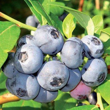 Голубика 'Чандлер' VACCINIUM CORYMBOSUM ''CHANDLER'' кувшин 1,5 л (высота 100-130 см) возраст 3,5 года Синий 533 фото