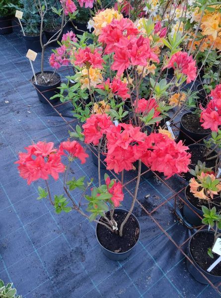 Азалія листопадна "Долоросо" AZALEA 'DOLOROSO' глечик 4 л Темно-червоний 769 фото