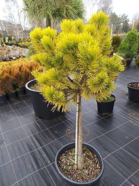 Сосна гірська ''Вінтер Голд'' PINUS MUGO 'WINTER GOLD' на штамбі (привита) висота 20-100 см, Жовтий 251 фото