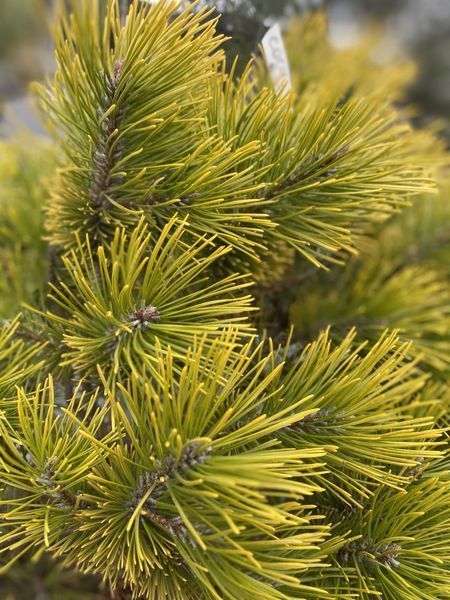 Сосна гірська ''Вінтер Голд'' PINUS MUGO 'WINTER GOLD' на штамбі (привита) висота 20-100 см, Жовтий 251 фото