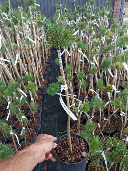 Сосна гірська ''Вінтер Голд'' PINUS MUGO 'WINTER GOLD' на штамбі (привита) висота 20-100 см, Жовтий 251 фото