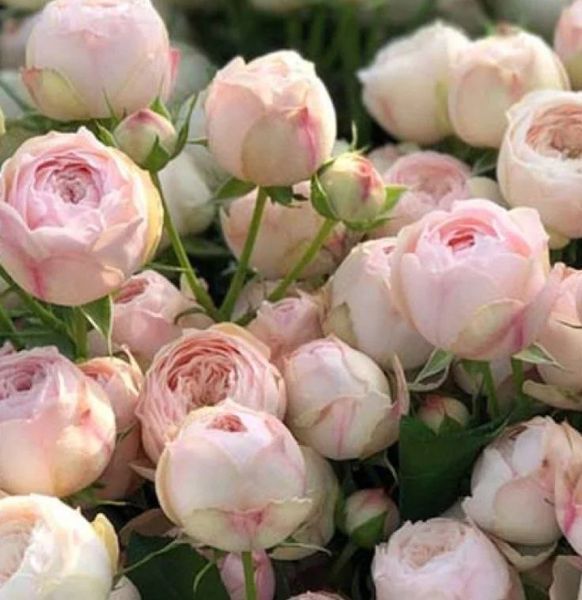 Мелкоцветковая, спрей роза ''Менсфилд'' ROSE 'MANSFIELD' высота от 100 до 120 см Перламутрово-розовый 448 фото