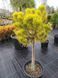 Сосна гірська ''Вінтер Голд'' PINUS MUGO 'WINTER GOLD' на штамбі (привита) висота 20-100 см, Жовтий 251 фото 2