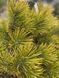 Сосна гірська ''Вінтер Голд'' PINUS MUGO 'WINTER GOLD' на штамбі (привита) висота 20-100 см, Жовтий 251 фото 3