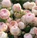 Мелкоцветковая, спрей роза ''Менсфилд'' ROSE 'MANSFIELD' высота от 100 до 120 см Перламутрово-розовый 448 фото 2