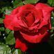 Троянда чайно-гібридна ''Ред Вау'' ROSE 'RED WOW' висота 80-150 см Червоний 348 фото 1
