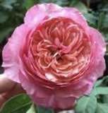 Троянда ''Констанс'' ROSE 'CONSTANCE' на штамбі висота 140-160 см (4 роки) Рожевий 720 фото
