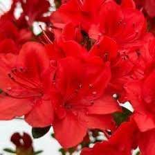 Азалія японська вічнозелена "Естрелла" AZALEA JAPONICA 'ESTRELLA' глечик 1,5 л Червоний 870 фото