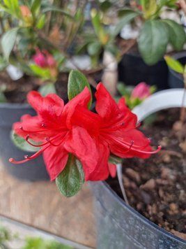 Азалия японская вечнозеленая "Эстрелла" AZALEA JAPONICA 'ESTRELLA' кувшин 1,5л Красный 870 фото