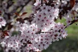 Слива 'Піссарді' PRUNUS CERASIFERA "PISSARDII" на штамбі (щеплена) вік 4 роки, висота 180-250 см, глечик 5 л ЗКС, Темно-бордовий 207 фото