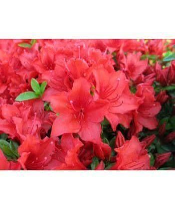 Азалія японська вічнозелена "Естрелла" AZALEA JAPONICA 'ESTRELLA' глечик 1,5 л Червоний 870 фото