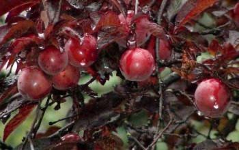 Слива 'Піссарді' PRUNUS CERASIFERA "PISSARDII" на штамбі (щеплена) вік 4 роки, висота 180-250 см, глечик 5 л ЗКС, Темно-бордовий 207 фото