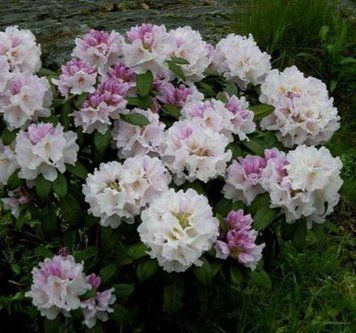 Рододендрон ''Ескімо'' RHODODENDRON 'ESKIMO' висота 60 см Біло-ліловий 577 фото