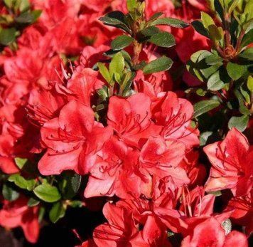 Азалия японская вечнозеленая "Галатея" AZALEA JAPONICA 'GALATHEA' кувшин 3 л Коралловый 104 фото
