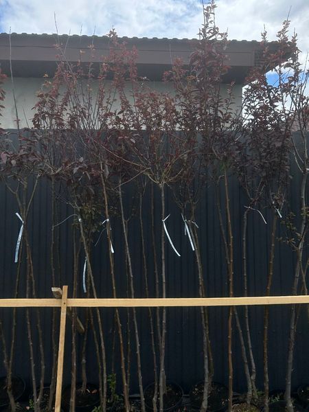 Слива 'Піссарді' PRUNUS CERASIFERA "PISSARDII" на штамбі (щеплена) вік 4 роки, висота 180-250 см, глечик 5 л ЗКС, Темно-бордовий 207 фото