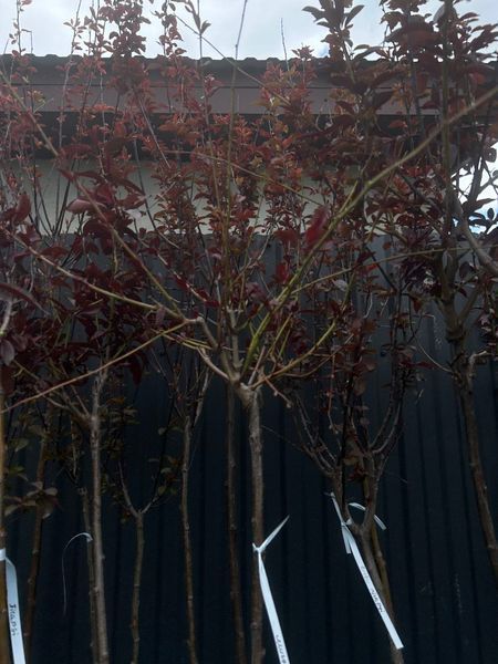 Слива 'Піссарді' PRUNUS CERASIFERA "PISSARDII" на штамбі (щеплена) вік 4 роки, висота 180-250 см, глечик 5 л ЗКС, Темно-бордовий 207 фото