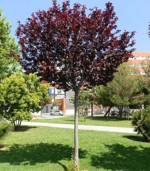 Слива 'Піссарді' PRUNUS CERASIFERA "PISSARDII" на штамбі (щеплена) вік 4 роки, висота 180-250 см, глечик 5 л ЗКС, Темно-бордовий 207 фото