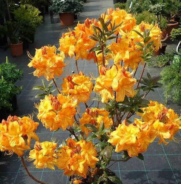 Азалія листопадна "Клондайк" AZALEA 'KLONDYKE' глечик 4 л Яскраво-жовтий 770 фото