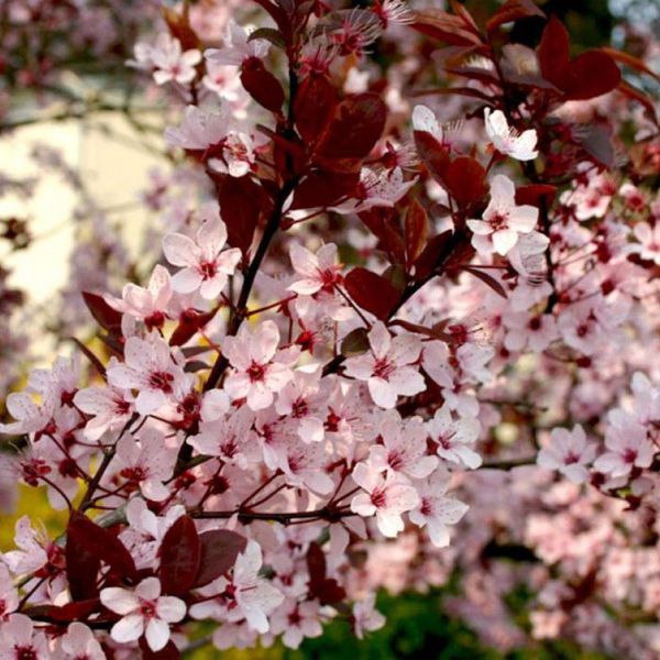 Слива 'Піссарді' PRUNUS CERASIFERA "PISSARDII" на штамбі (щеплена) вік 4 роки, висота 180-250 см, глечик 5 л ЗКС, Темно-бордовий 207 фото