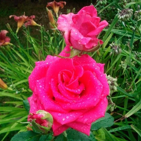 Троянда чайно-гібридна ''Шакіра'' ROSE 'SHAKIRA' висота 80-150 см Яскраво-рожевий 399 фото