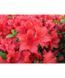 Азалія японська вічнозелена "Естрелла" AZALEA JAPONICA 'ESTRELLA' глечик 1,5 л Червоний 870 фото 2