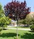 Слива 'Піссарді' PRUNUS CERASIFERA "PISSARDII" на штамбі (щеплена) вік 4 роки, висота 180-250 см, глечик 5 л ЗКС, Темно-бордовий 207 фото 7