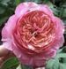 Троянда ''Констанс'' ROSE 'CONSTANCE' на штамбі висота 140-160 см (4 роки) Рожевий 720 фото 2