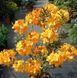 Азалія листопадна "Клондайк" AZALEA 'KLONDYKE' глечик 4 л Яскраво-жовтий 770 фото 3