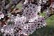Слива 'Піссарді' PRUNUS CERASIFERA "PISSARDII" на штамбі (щеплена) вік 4 роки, висота 180-250 см, глечик 5 л ЗКС, Темно-бордовий 207 фото 5