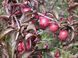 Слива 'Піссарді' PRUNUS CERASIFERA "PISSARDII" на штамбі (щеплена) вік 4 роки, висота 180-250 см, глечик 5 л ЗКС, Темно-бордовий 207 фото 2