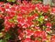 Азалия японская вечнозеленая "Галатея" AZALEA JAPONICA 'GALATHEA' кувшин 3 л Коралловый 104 фото 2