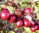 Слива 'Піссарді' PRUNUS CERASIFERA "PISSARDII" на штамбі (щеплена) вік 4 роки, висота 180-250 см, глечик 5 л ЗКС, Темно-бордовий 207 фото 1