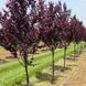Слива 'Піссарді' PRUNUS CERASIFERA "PISSARDII" на штамбі (щеплена) вік 4 роки, висота 180-250 см, глечик 5 л ЗКС, Темно-бордовий 207 фото 6