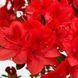 Азалія японська вічнозелена "Естрелла" AZALEA JAPONICA 'ESTRELLA' глечик 1,5 л Червоний 870 фото 3